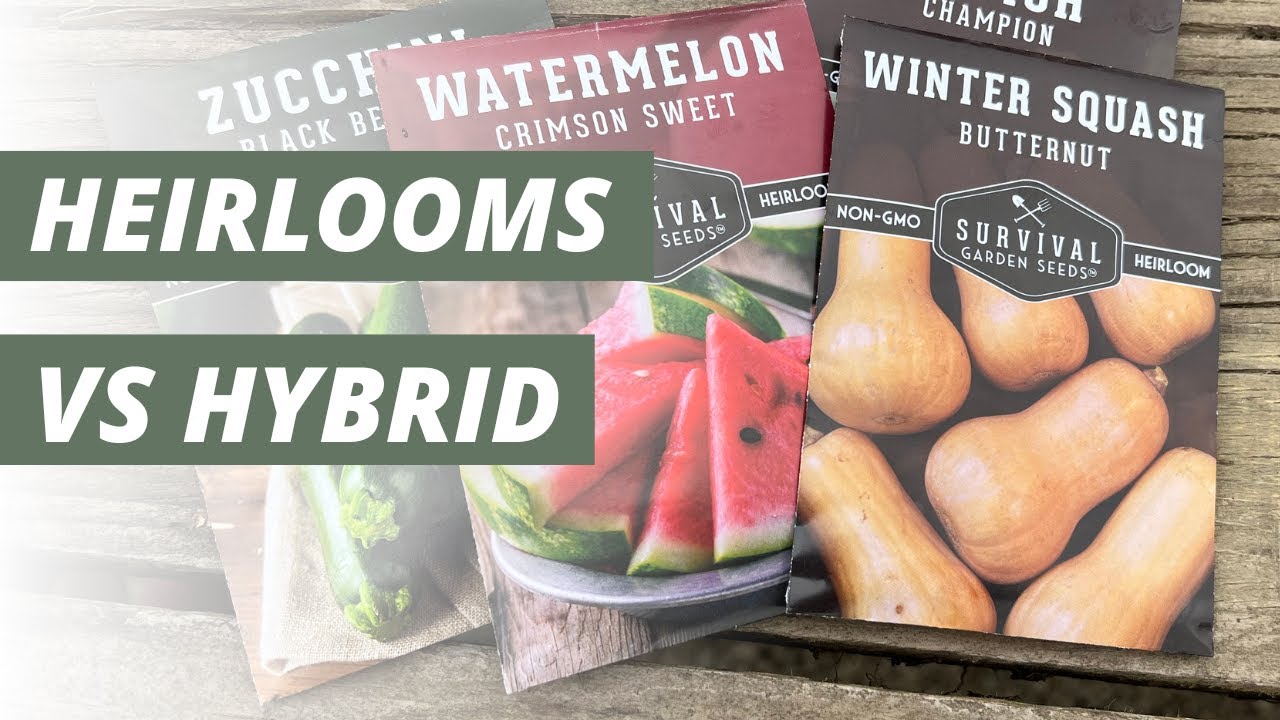 Planting Heirloom vs Hybrid Seeds & How to Decide Which is Best!