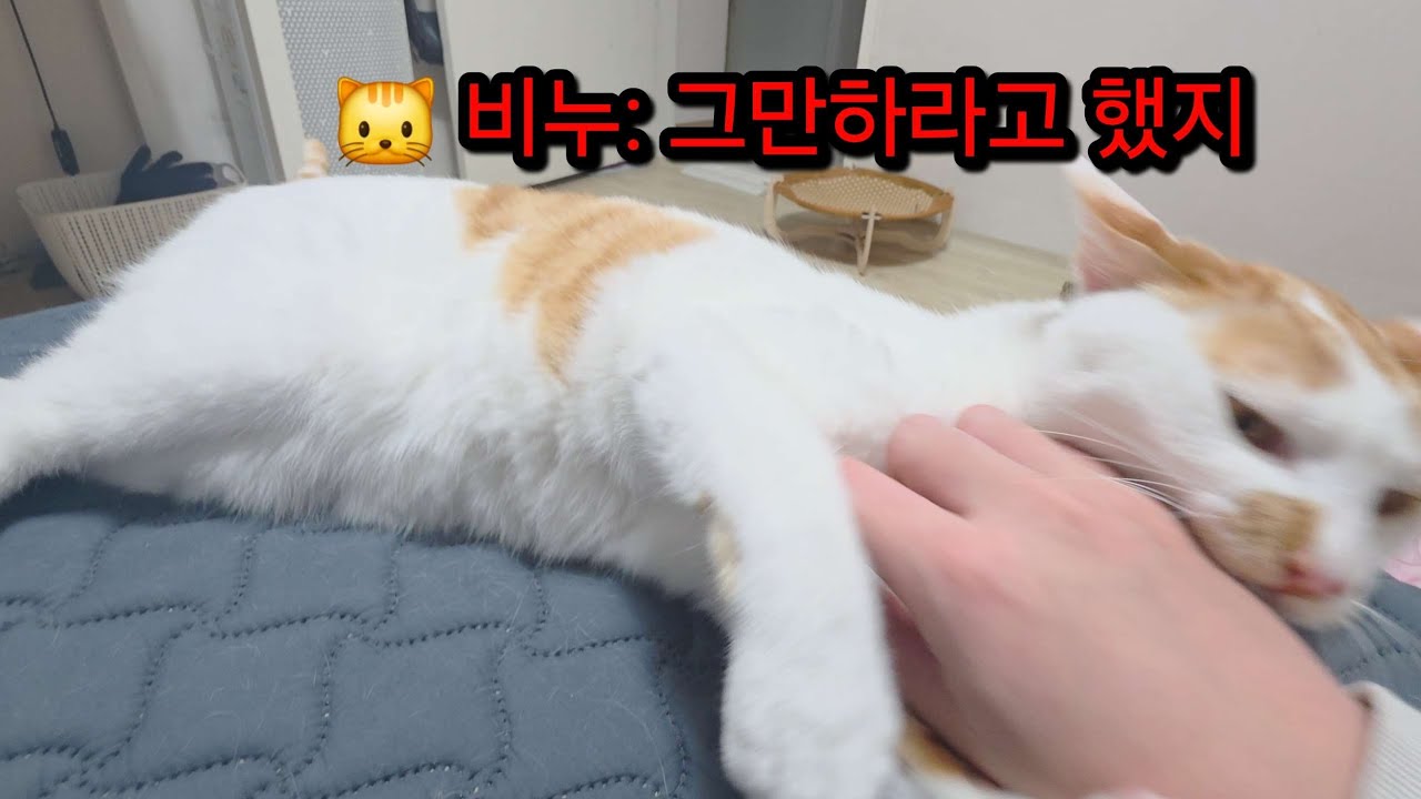 치즈냥이를 귀찮게 하면 언제 물릴까?