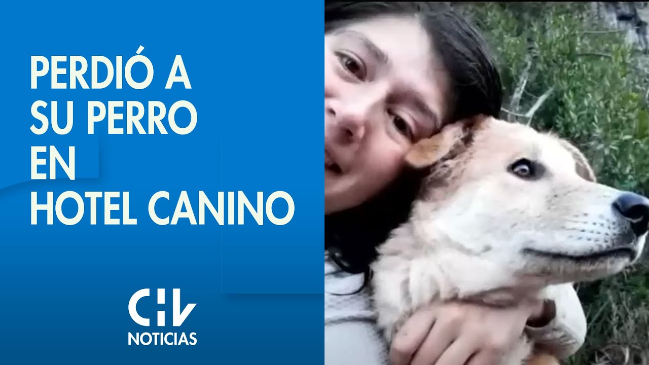 Denuncian a hotel canino de Puc&oacute;n por extrav&iacute;o de mascota