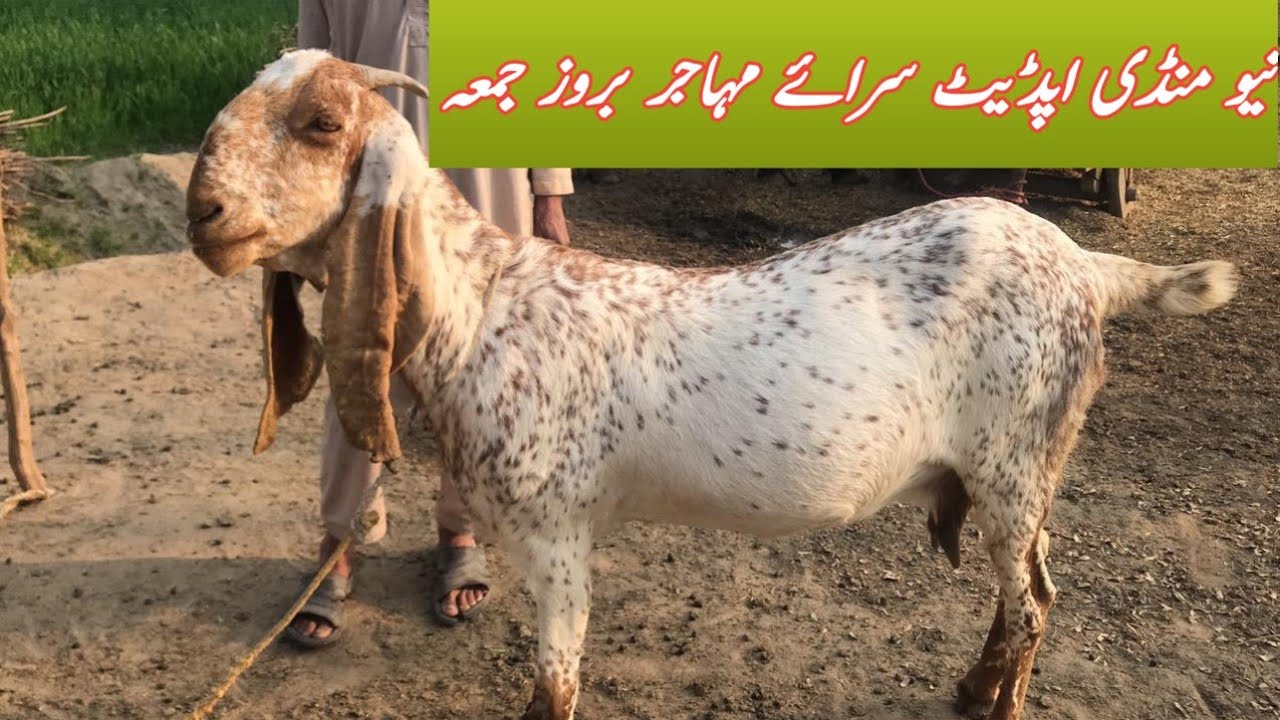 New mandi update saray muhajar ko jummy waly din lgti hai