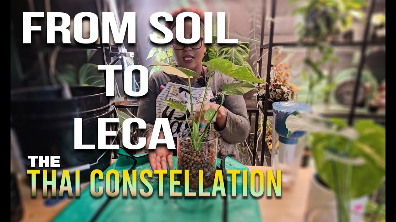 THAI CONSTELLATION Monstera deliciosa FROM SOIL TO LECA