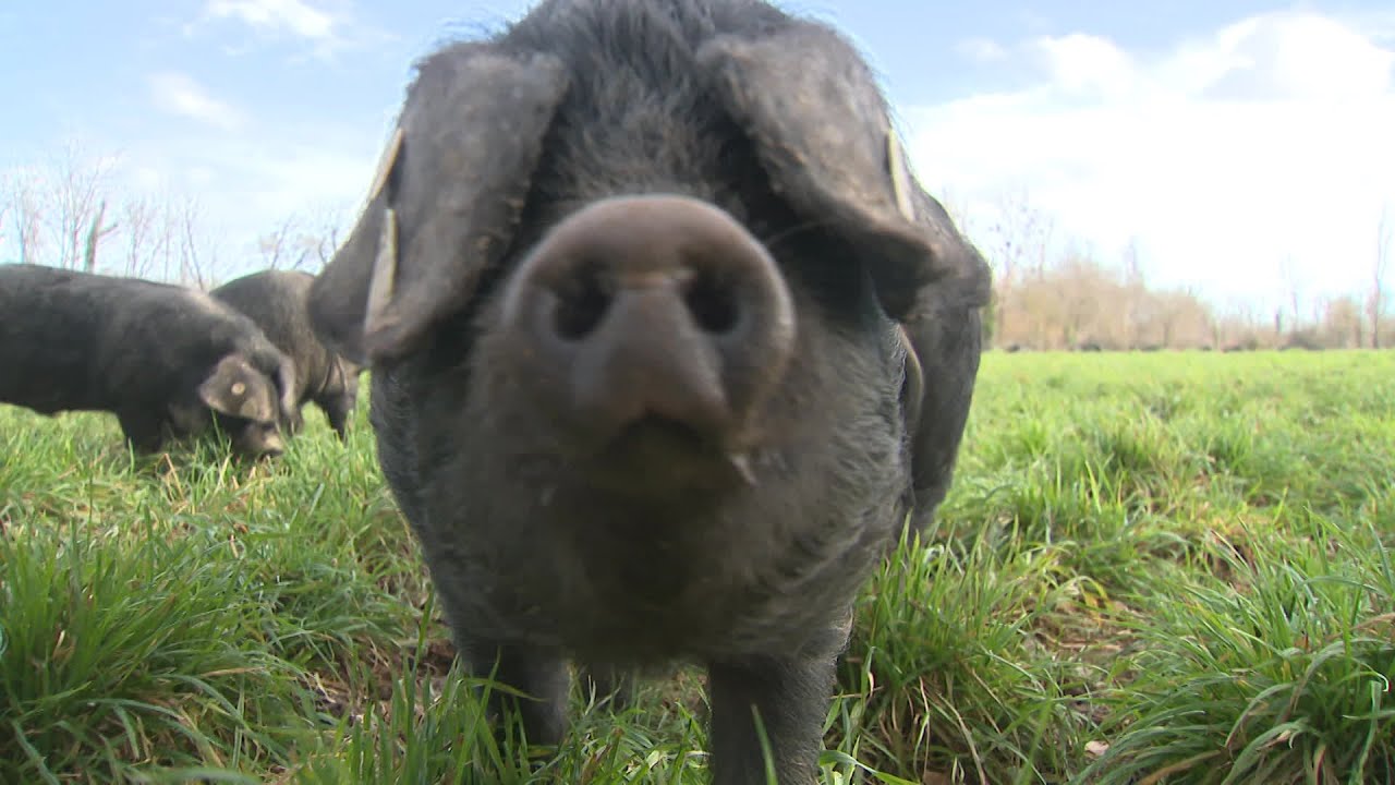 10 ans de l'AOC Porc noir de Bigorre