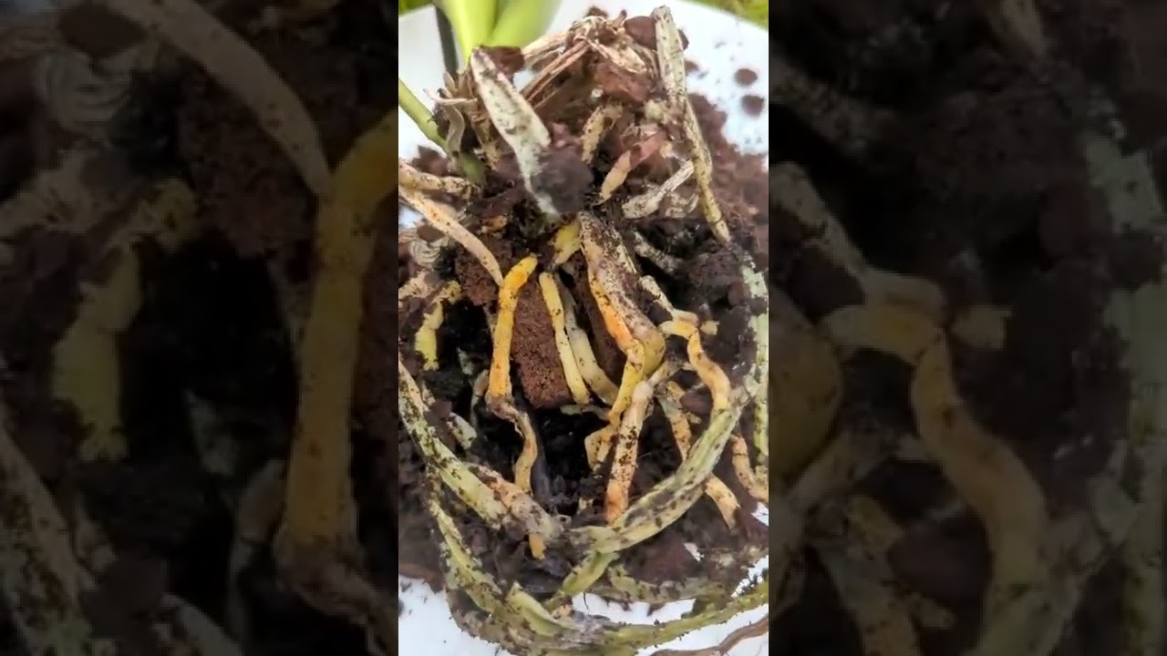 Orchid Rescue