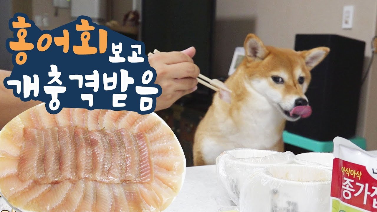 홍어회 먹방 도전하다 기겁하는 강아지 / 차타고 배타고 제주도가기(2화) / Shiabainu 시바견 곰이탱이