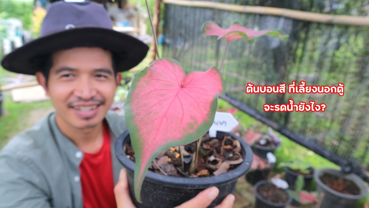 ต้นบอนสี ที่เลี้ยงนอกตู้จะรดน้ำยังไง?