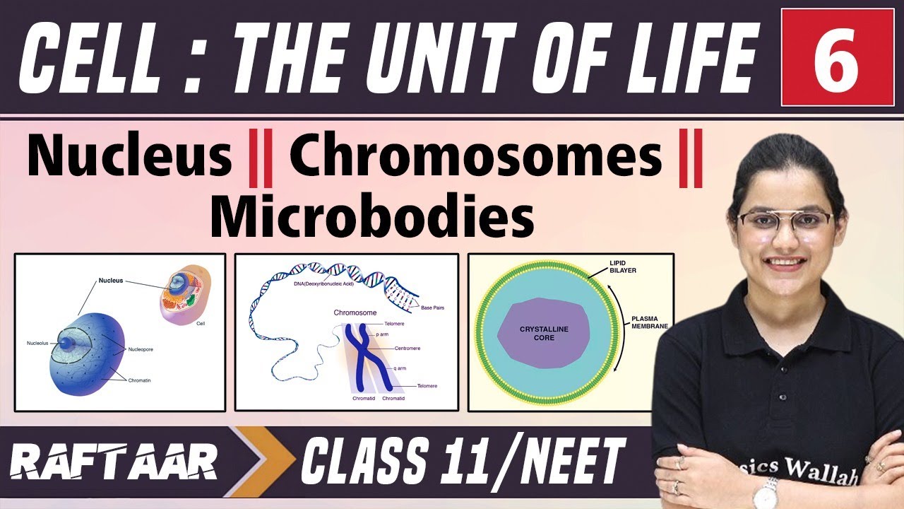 Cell : The Unit of Life 06 || Nucleus || Chromosomes || Microbodies || Class 11/NEET || RAFTAAR