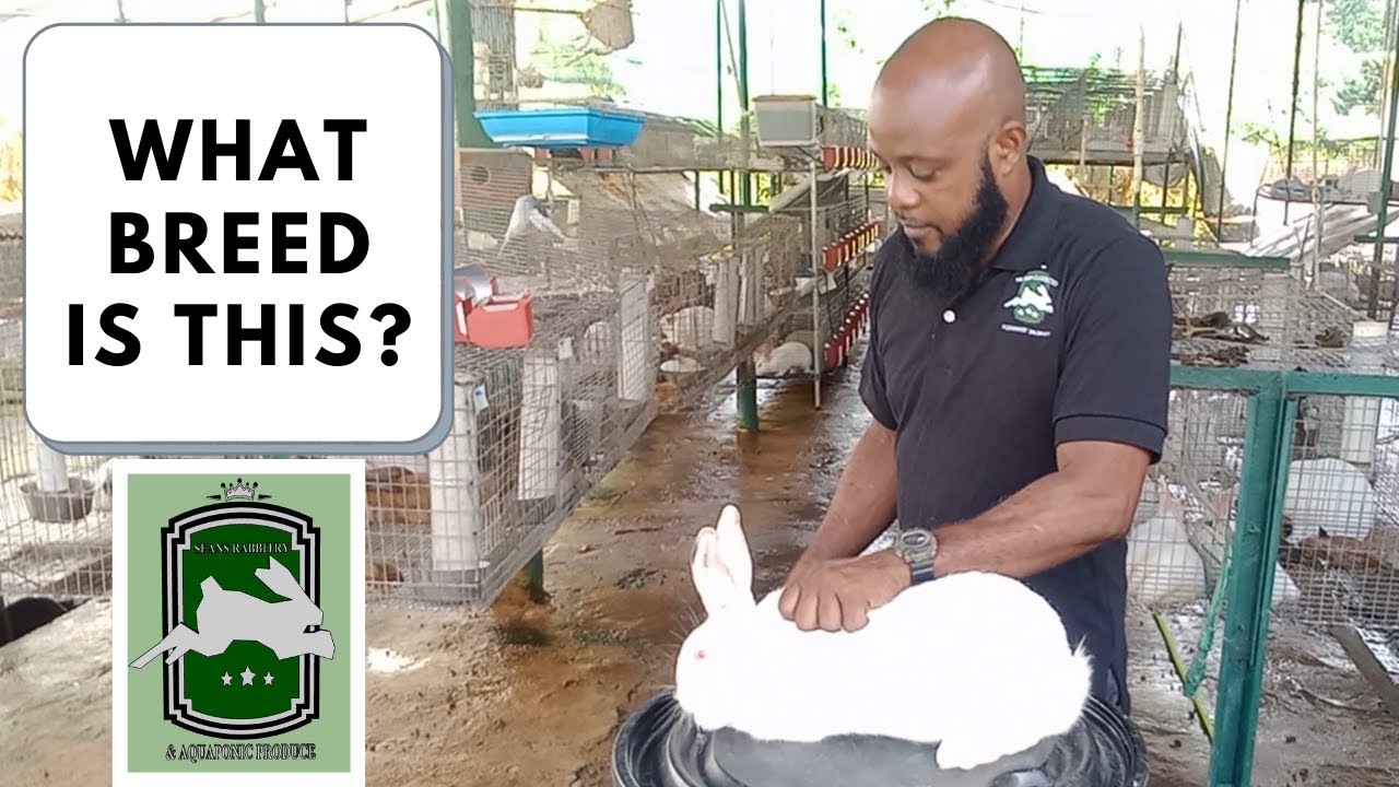Trinidad Rabbit Farming - What Breed Is This?