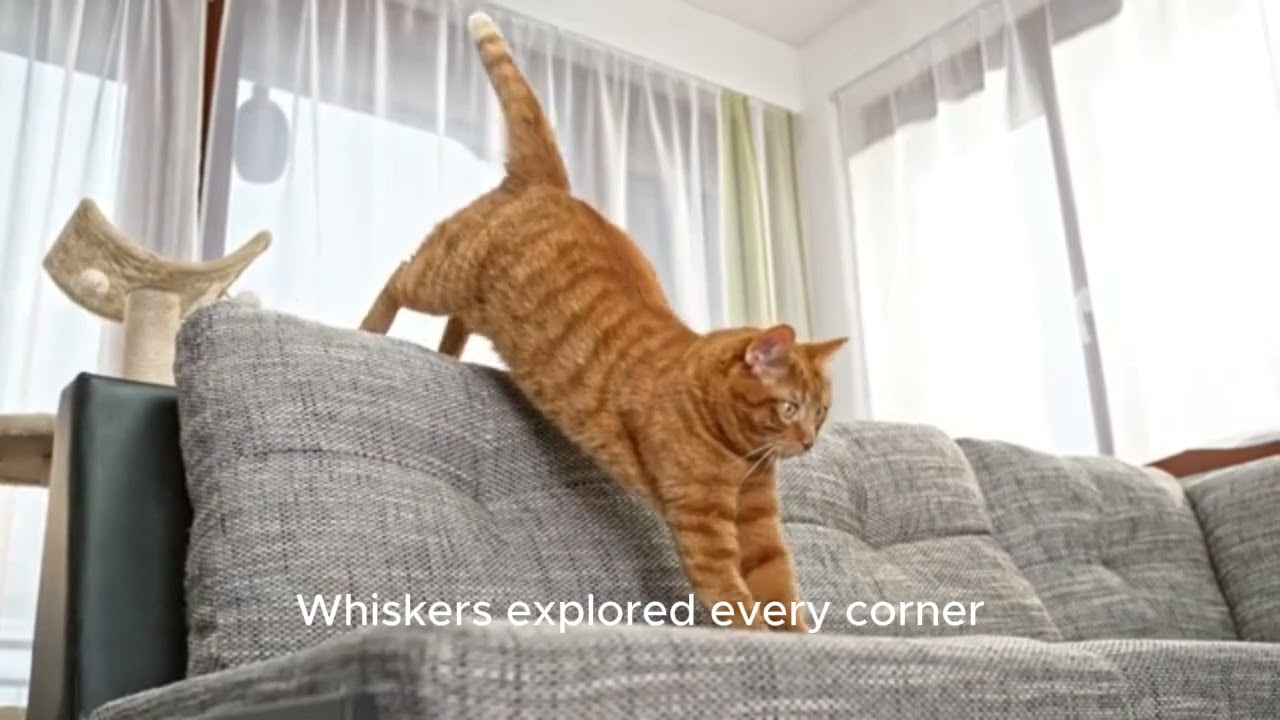 From Stray to Star: Heartwarming Cat Rescue Story of Whiskers 🐱💖#catrescue #straycat #cutecats