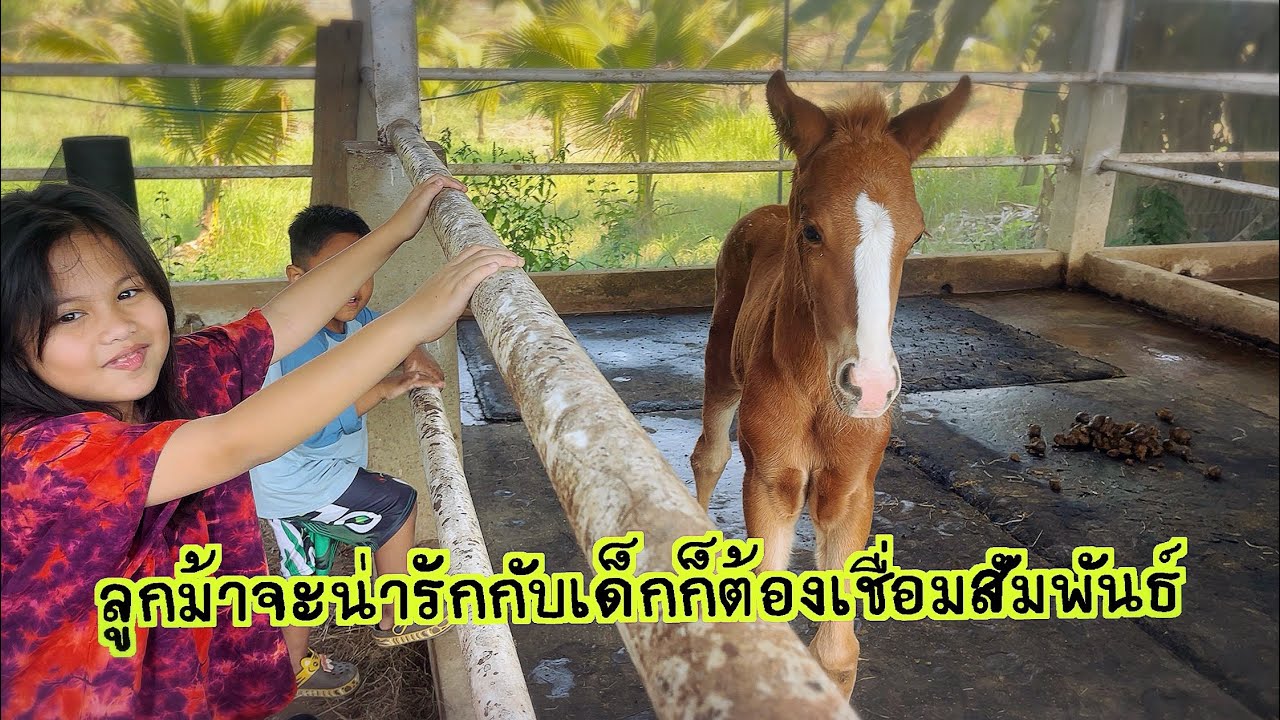 ลูกม้าแข่งแอพพาลูซ่า ฝึกความอ่อนโยนเล่นกับเด็ก มัจฉาจอมป่วน Maesot  Ep.236