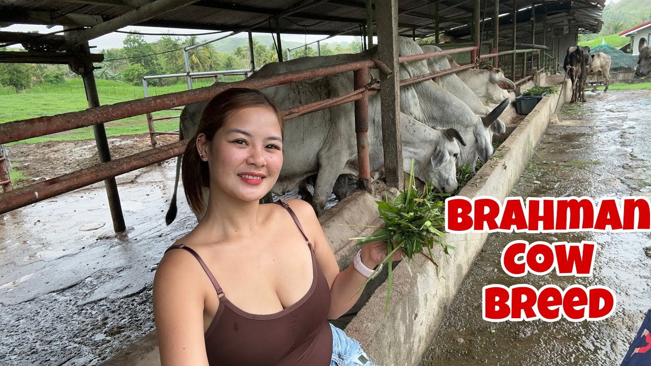 Pumasyal ako sa isang Bakahan sa Ubay Bohol !!
