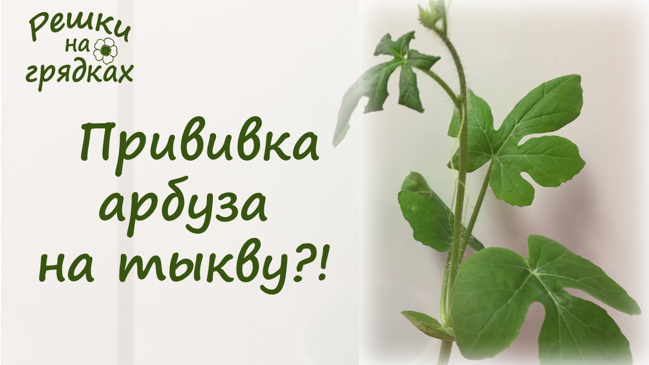 Мы прививаем арбуз на тыкву!!! А вы пробовали???