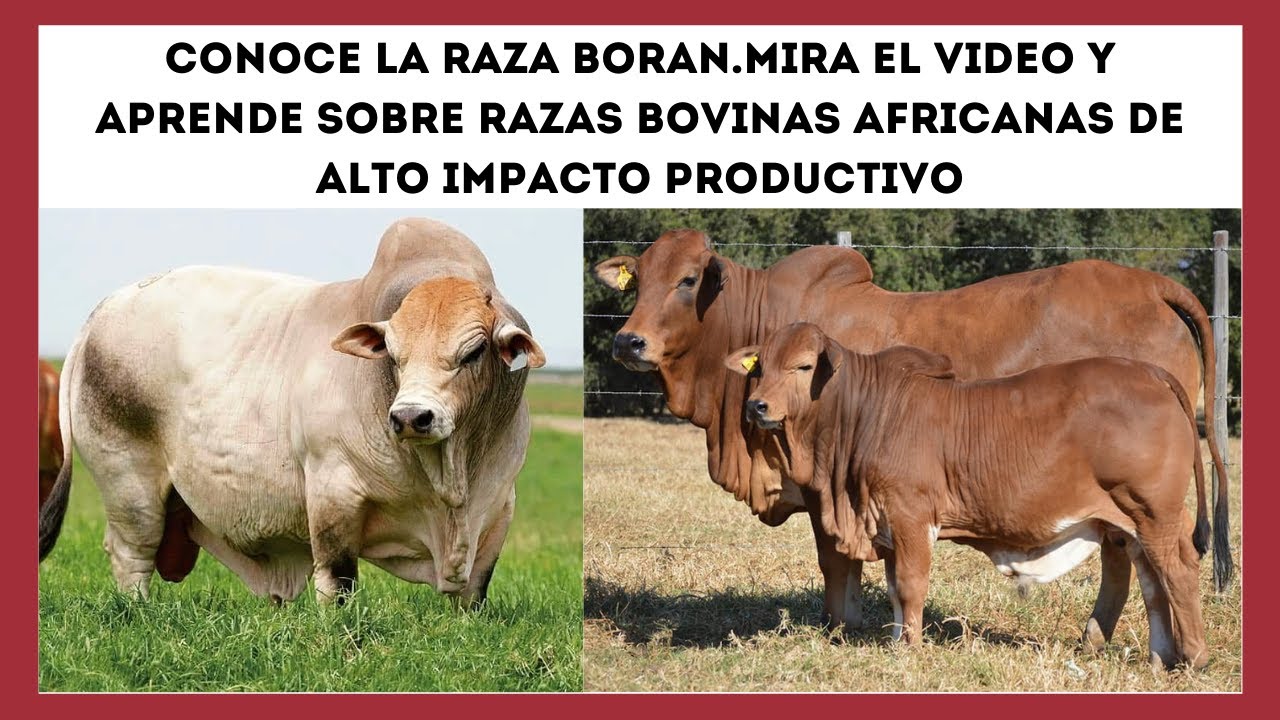 RAZA BORAN LA MAQUINA DE PRODUCIR CARNE EN AFRICA CON GRAN IMPACTO PRODUCTIVO.OPCION VALIDA GANADERA