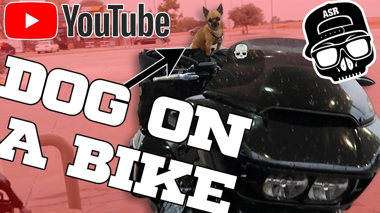 How to train your dog to ride / Motorcycle dog travel tips