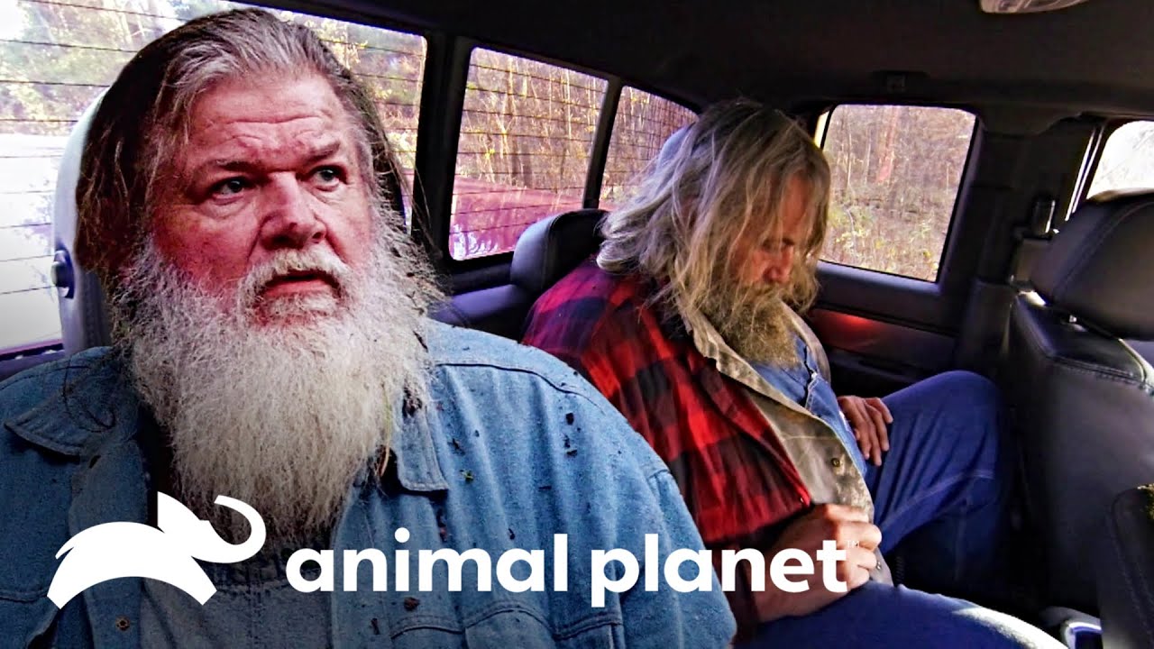 Huckleberry é controlado pelo Pé Grande | Monstros Da Montanha | Animal Planet Brasil