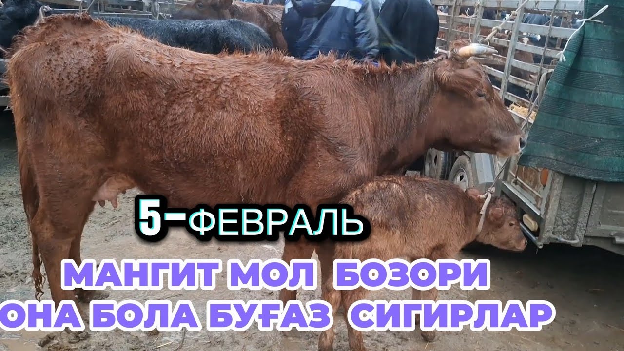 5-ФЕВРАЛ МАНГИТ ОНА БОЛА БУҒАЗ СИГИРЛАР НАРХЛАРИ 