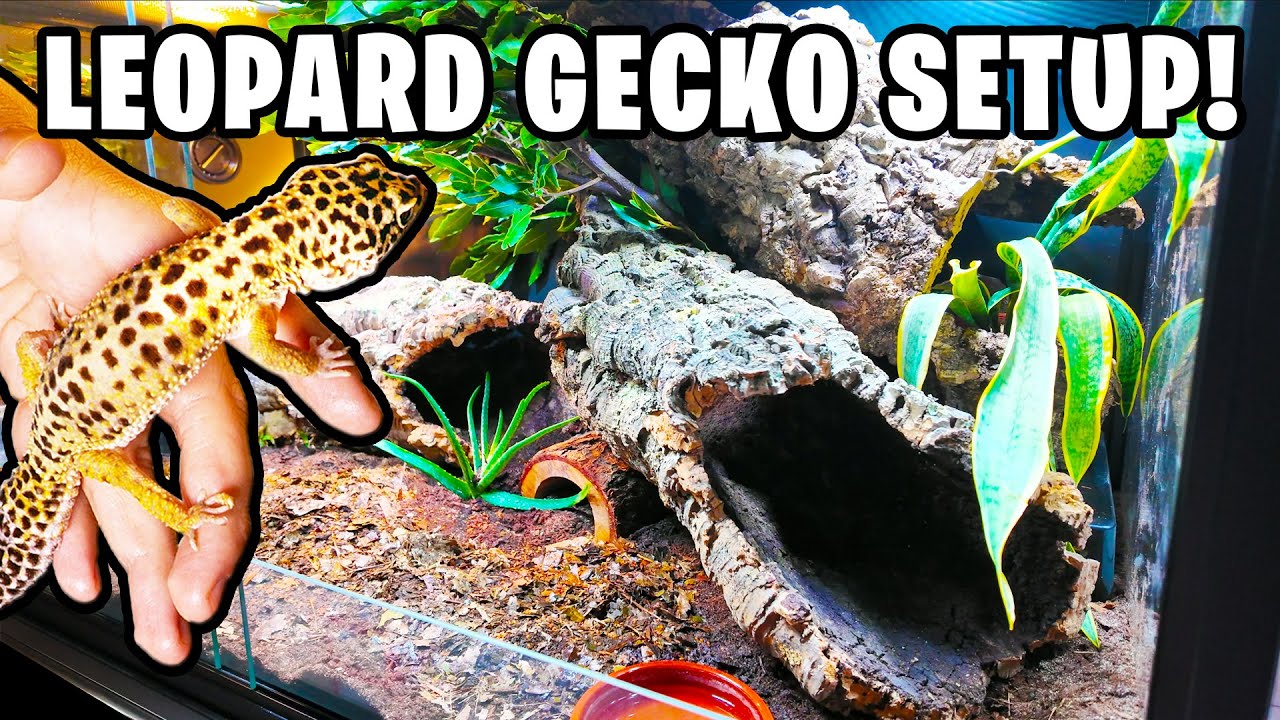 Leopard Gecko Setup Guide!