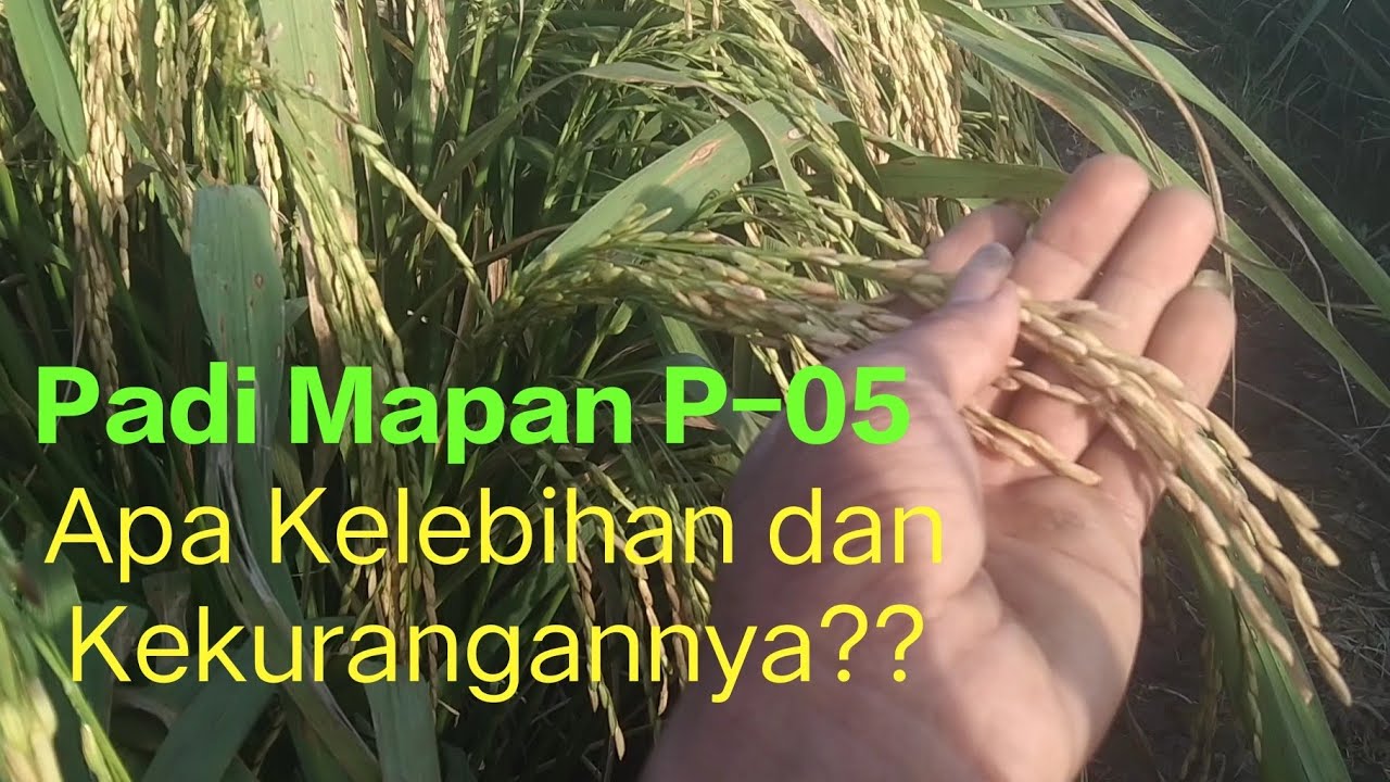 PADI HIBRIDA MAPAN P-05, KELEBIHAN DAN KEKURANGANNYA..