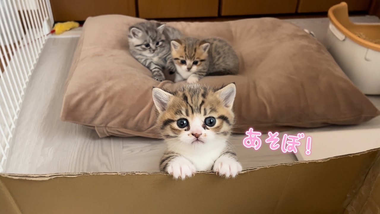 休日を3つ子の子猫と満喫♪