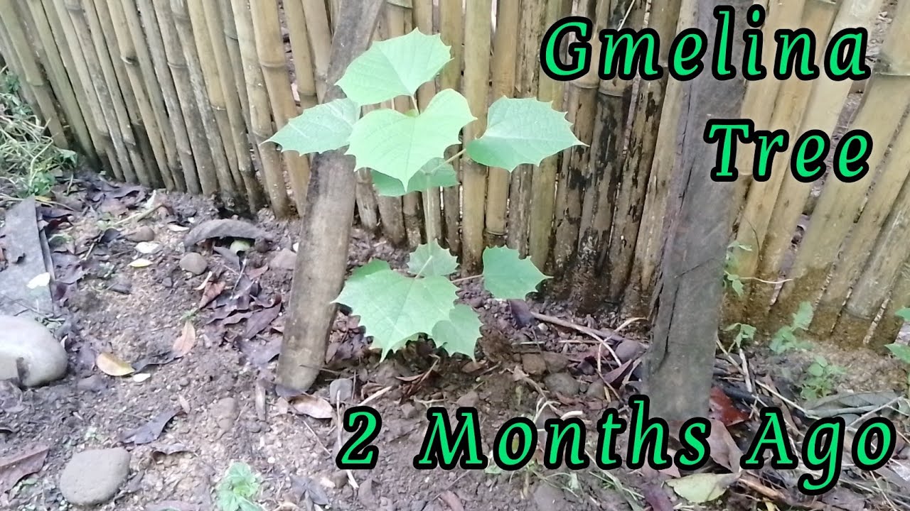 Gmelina Tree: How to Increase their Height?