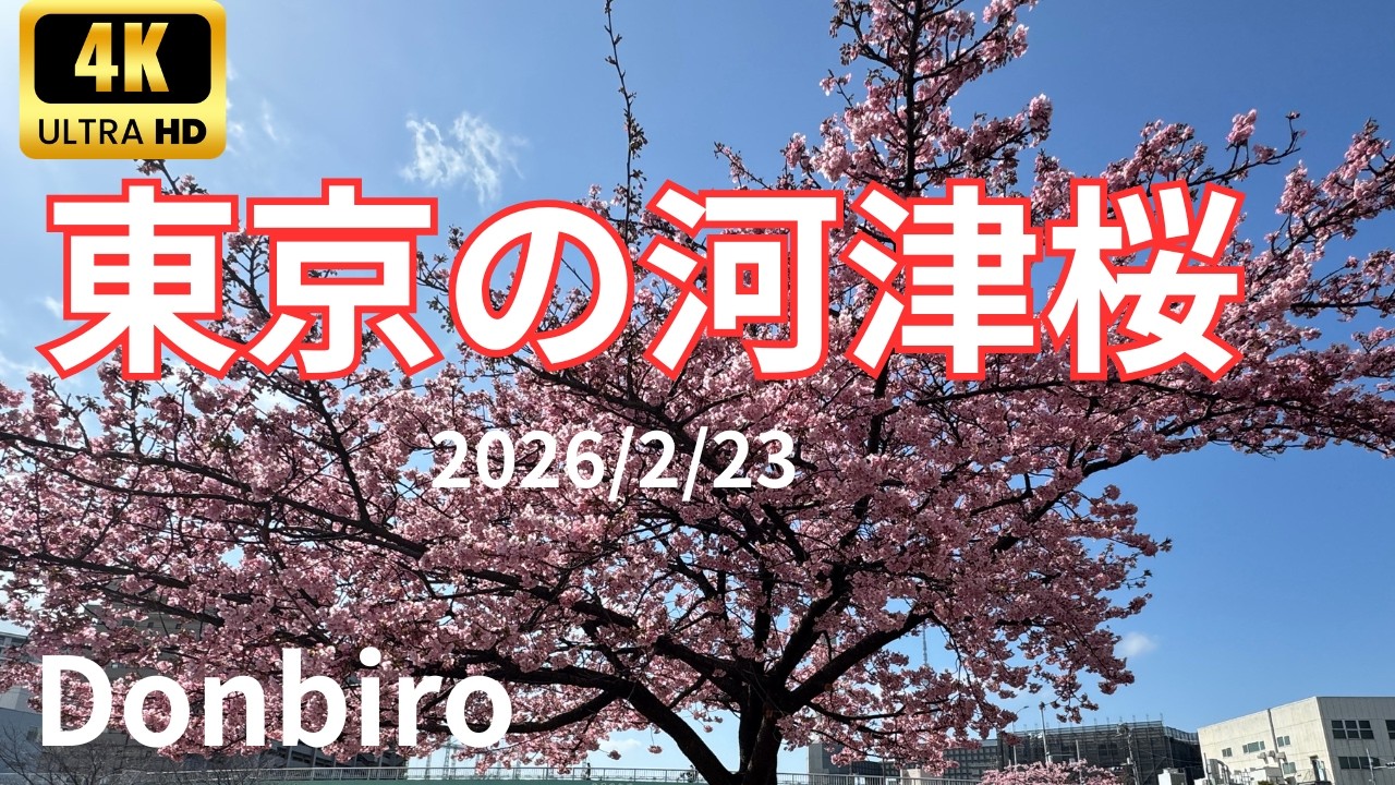 河津桜の満開時期 東京旧中川riverside walk