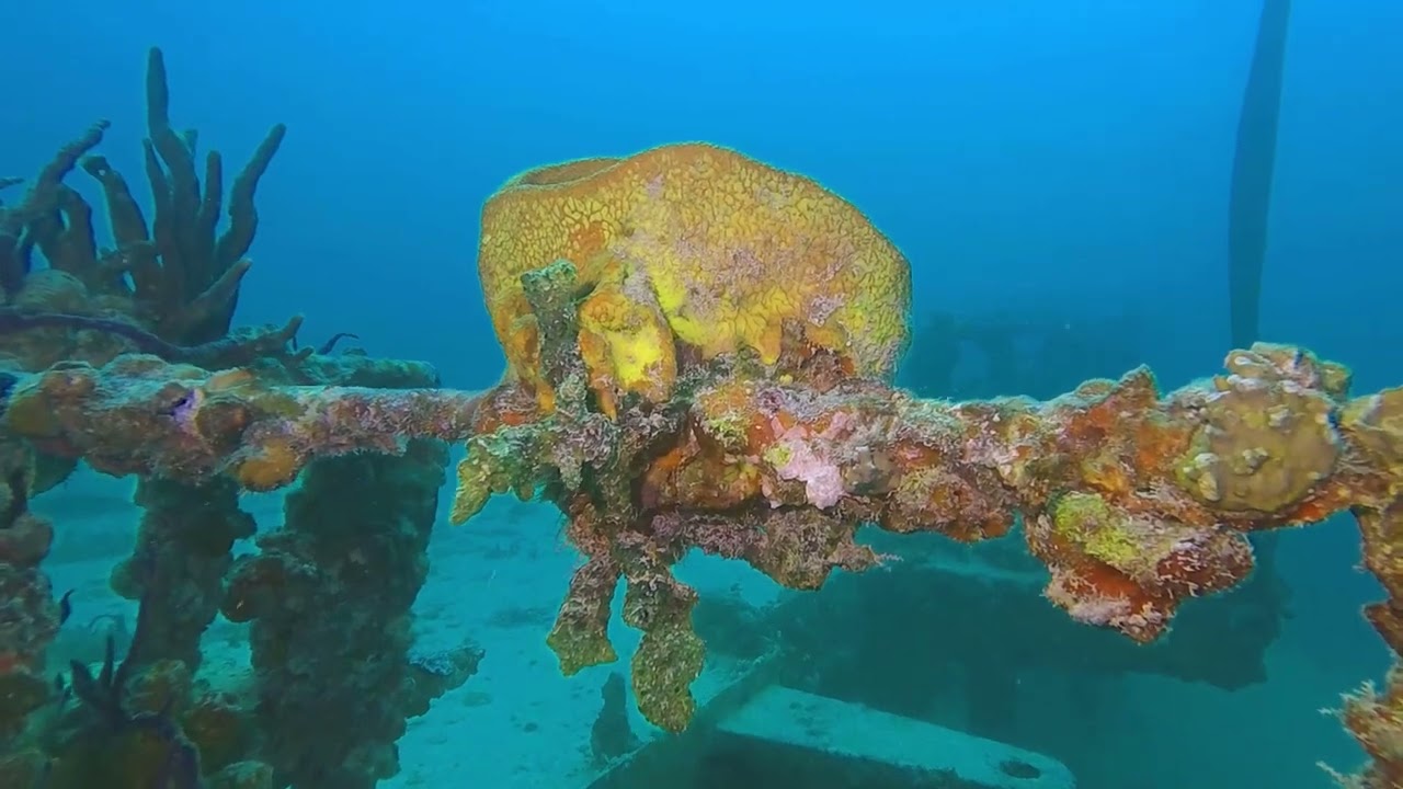 Dive Key Largo 2022