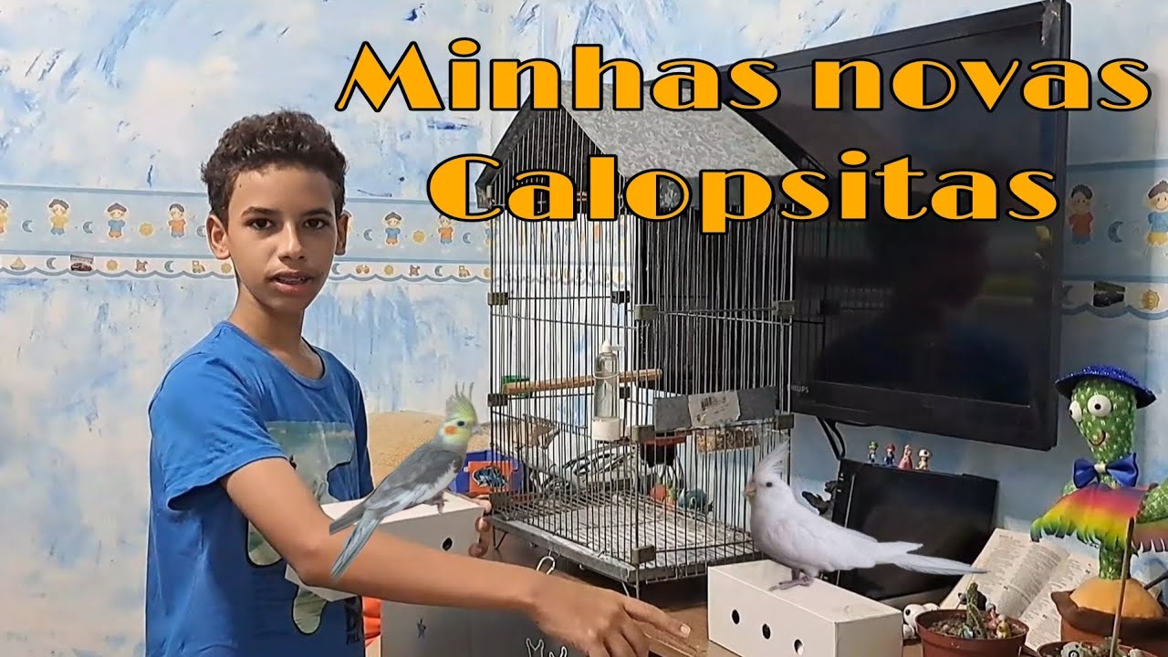 Minhas calopsita macho pérola e macho Lutino cara branca