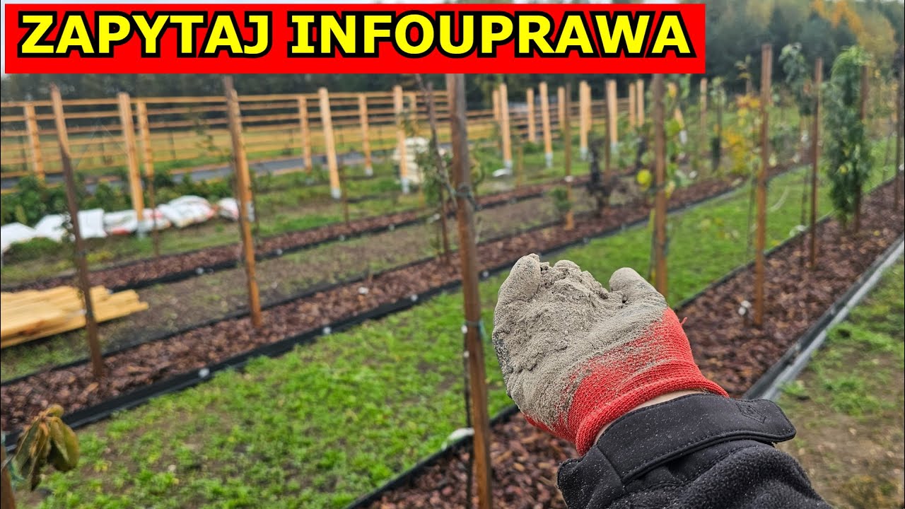 Zapytaj infouprawa. Niebezpieczne Ściółkowanie Trawą. Słabe Borówki Grządki Podwyższone Cebule Gniją