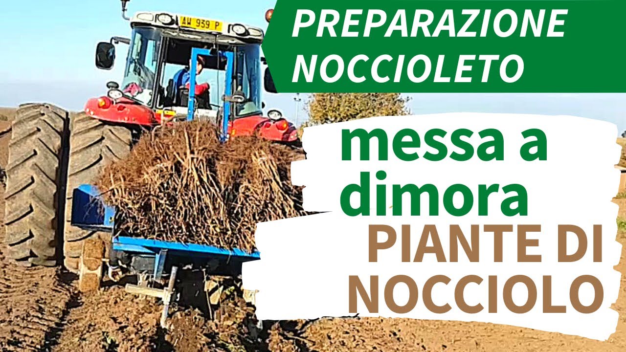 [Preparazione Noccioleto] MESSA A DIMORA piante di Nocciolo