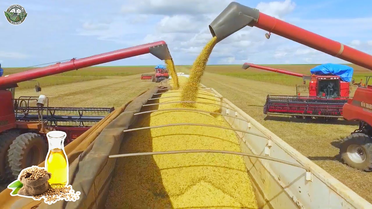 How American Farmers Harvest 249 Billion Pounds Of Soybean | Agriculture Technology