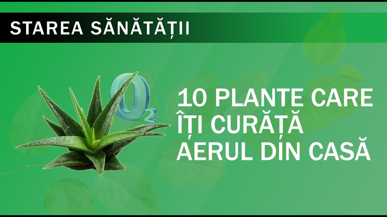 Starea Sănătății: 10 plante care &icirc;ți curăță aerul din casă
