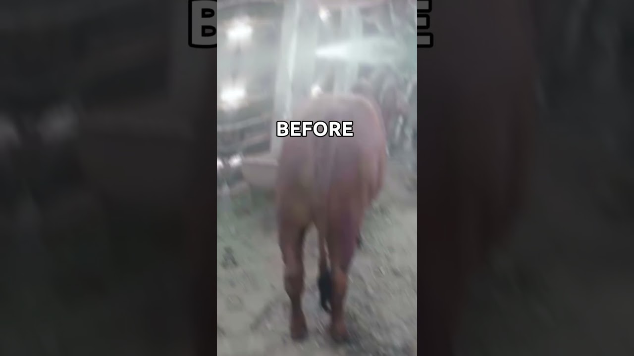 Before/After: Lucio Brahman Bull Transformation | Crescent Cattle Farm #biggestbull #bulllovers #fyp