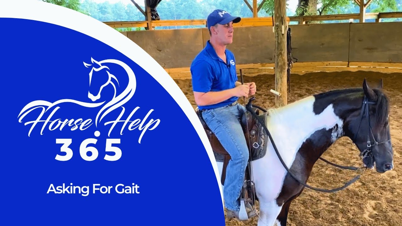 Asking For Gait | Horse Help - Michael Gascon