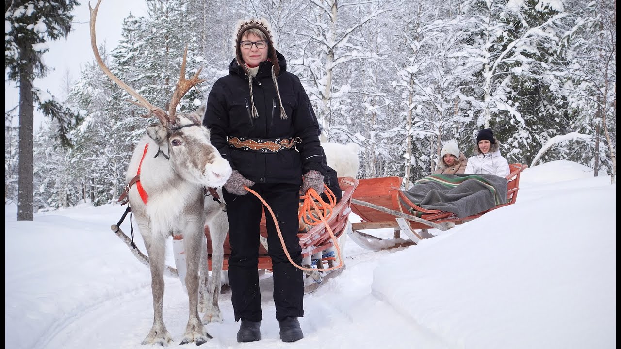 Reindeer safaris & farm visits in Pello Lapland Finland 🦌❄️ Reindeer Lake Resort close to Rovaniemi