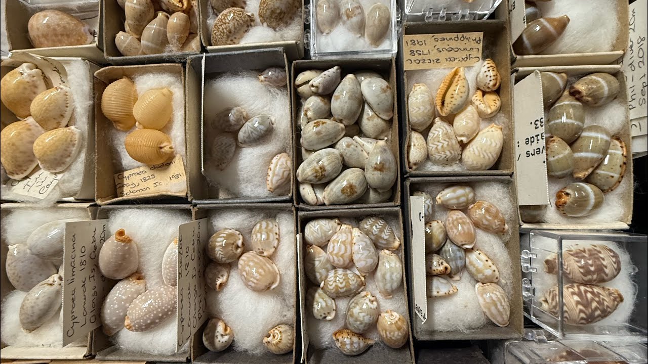 My seashell collection museum Video 42: Cypraeidae Part 3