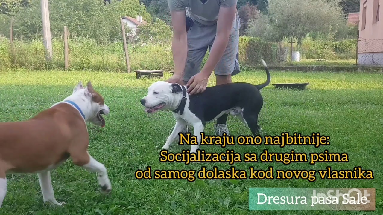 Obuka Staforda 