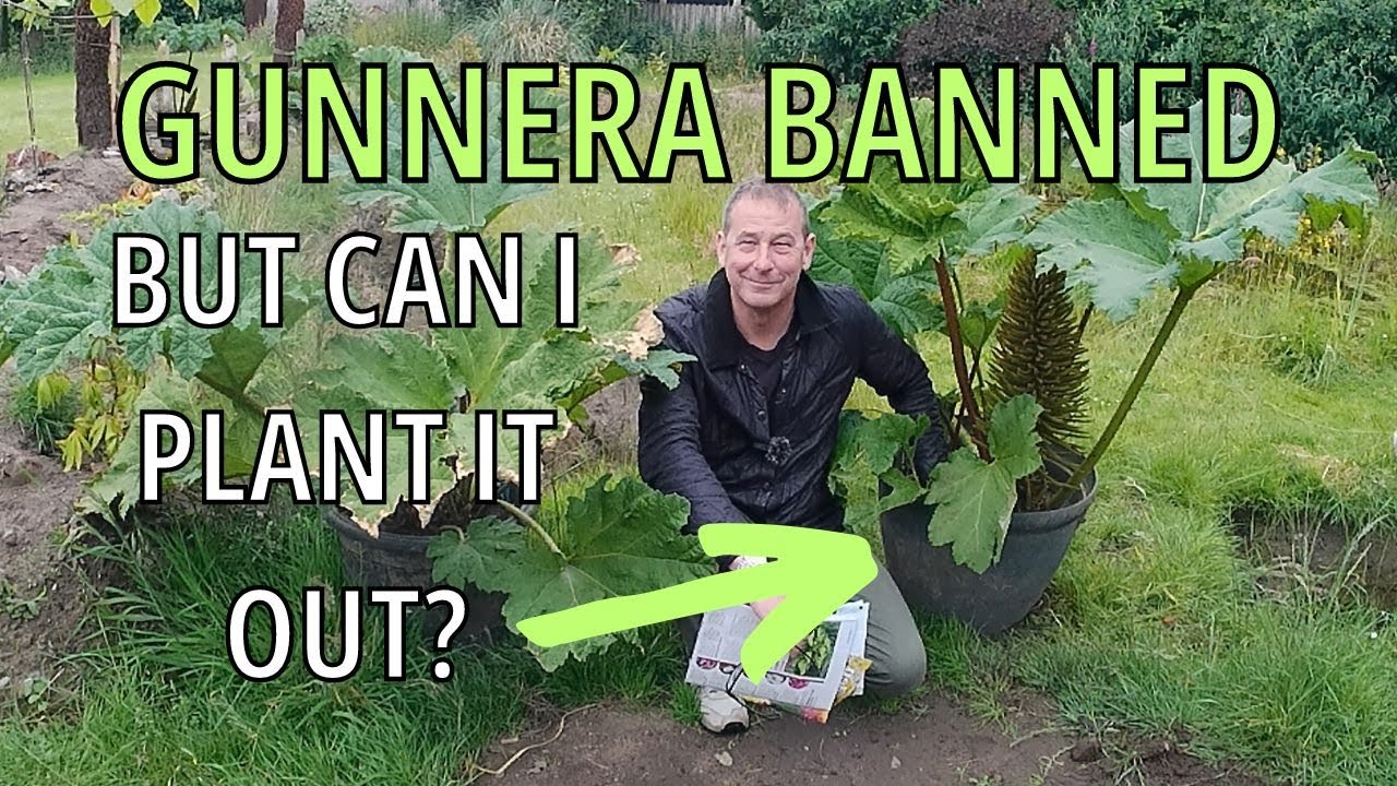 Gunnera Ban Explained (MANICATA TINCTORIA CRYPTICA)