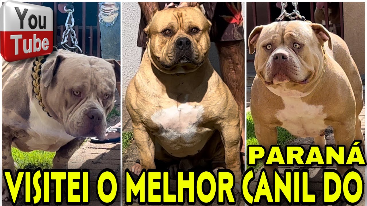 🚂VISITEI O MELHOR CANIL DE PIT MONSTER DO PARAN&Aacute; S&Oacute; M&Aacute;QUINAS!!!