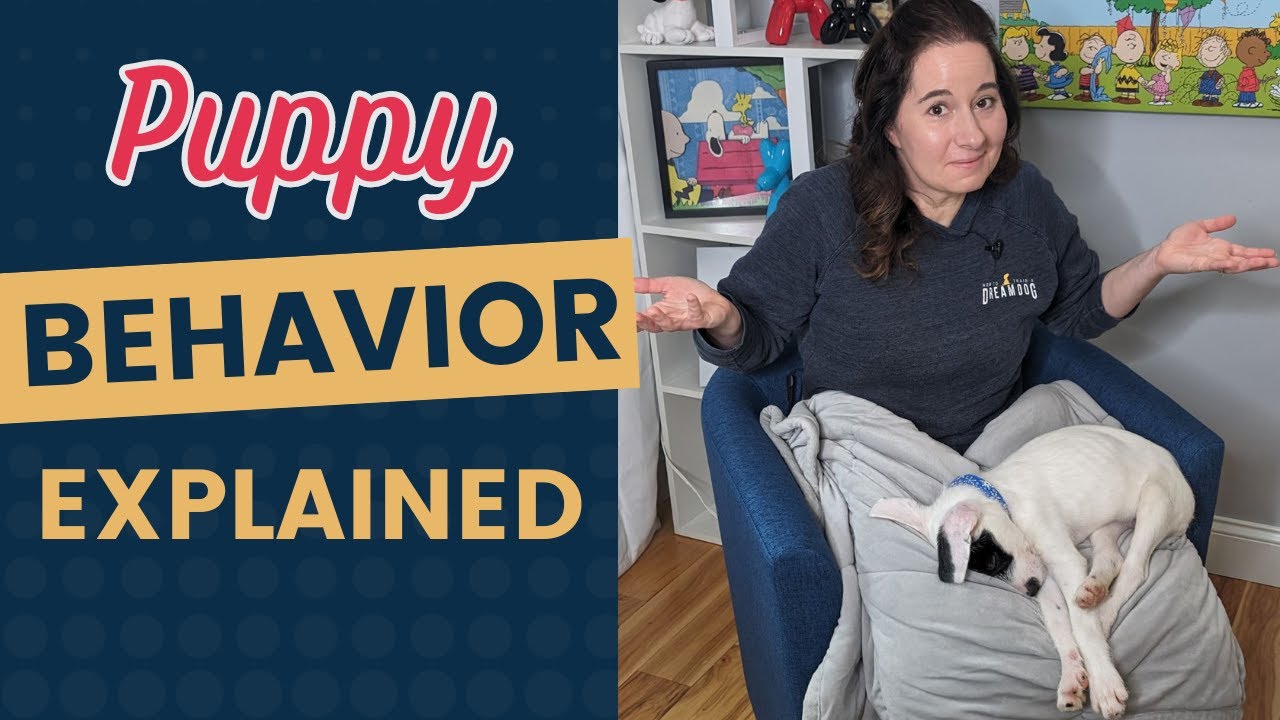 Canine Body Language - Puppy Behaviors Explained