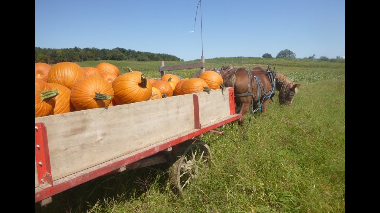 Amish Pumpkin Harvest  👨‍🌾🐴🎃  ( PTXVI )