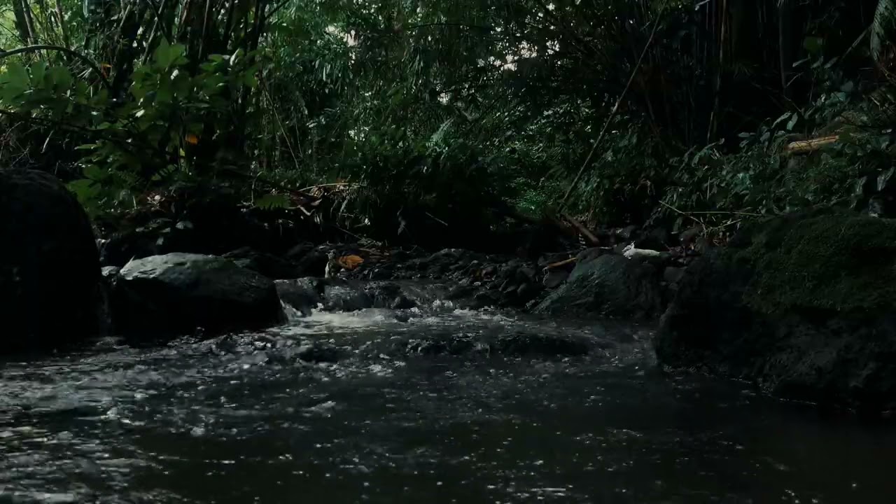 Natural River Sound ASMR 🌿 1 Hour of Relaxing Water for Sleep & Study