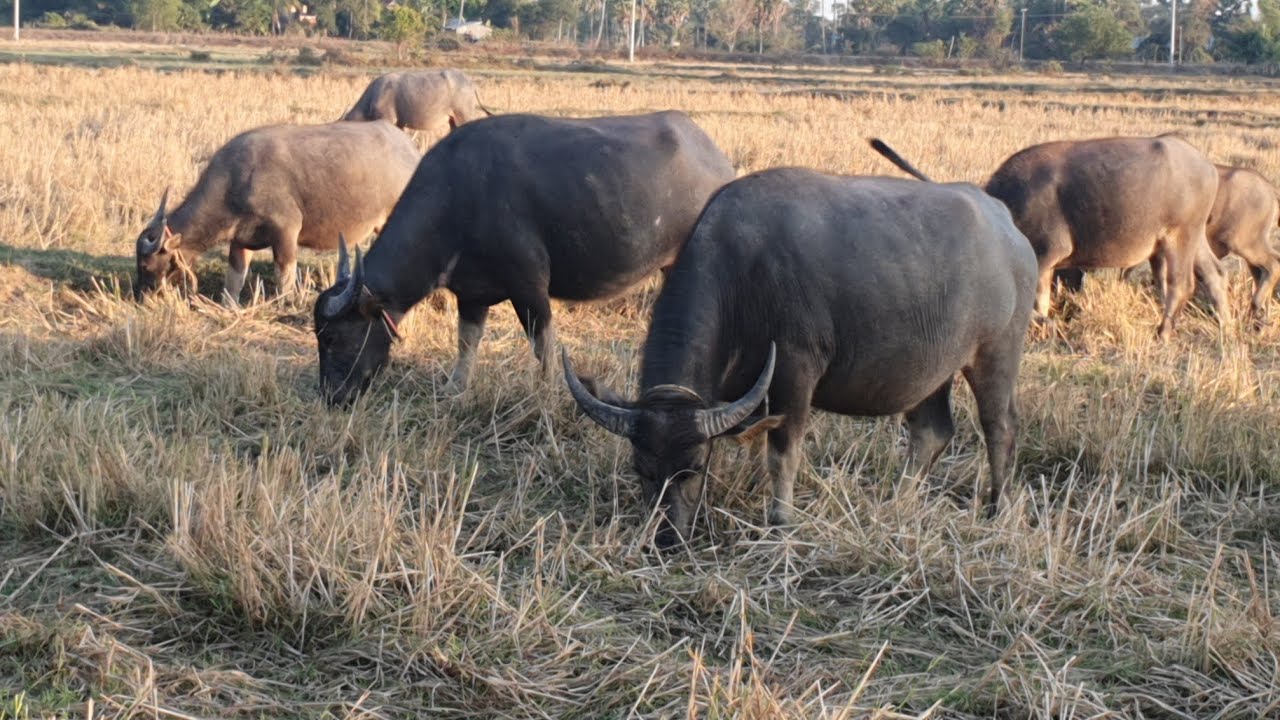 Many buffaloes graze in a large rice field./🐃Buffalo🐃🐃
