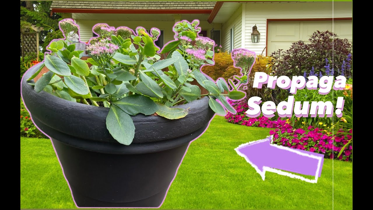 Cómo Reproducir | Cómo Propagar el Sedum Spectabile | Sedum Alegría de Otoño