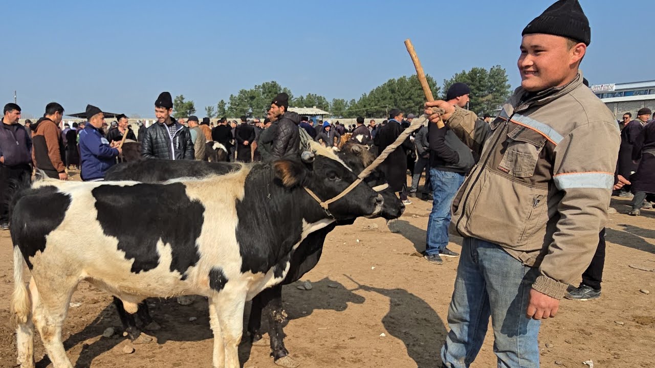 Arzon bŏldi Boqma buqachalar olamiga keling Uzun Tumani jumaMolbozoridan.03.2026 
