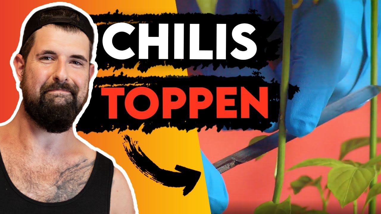 CHILI Pflanzen richtig TOPPEN