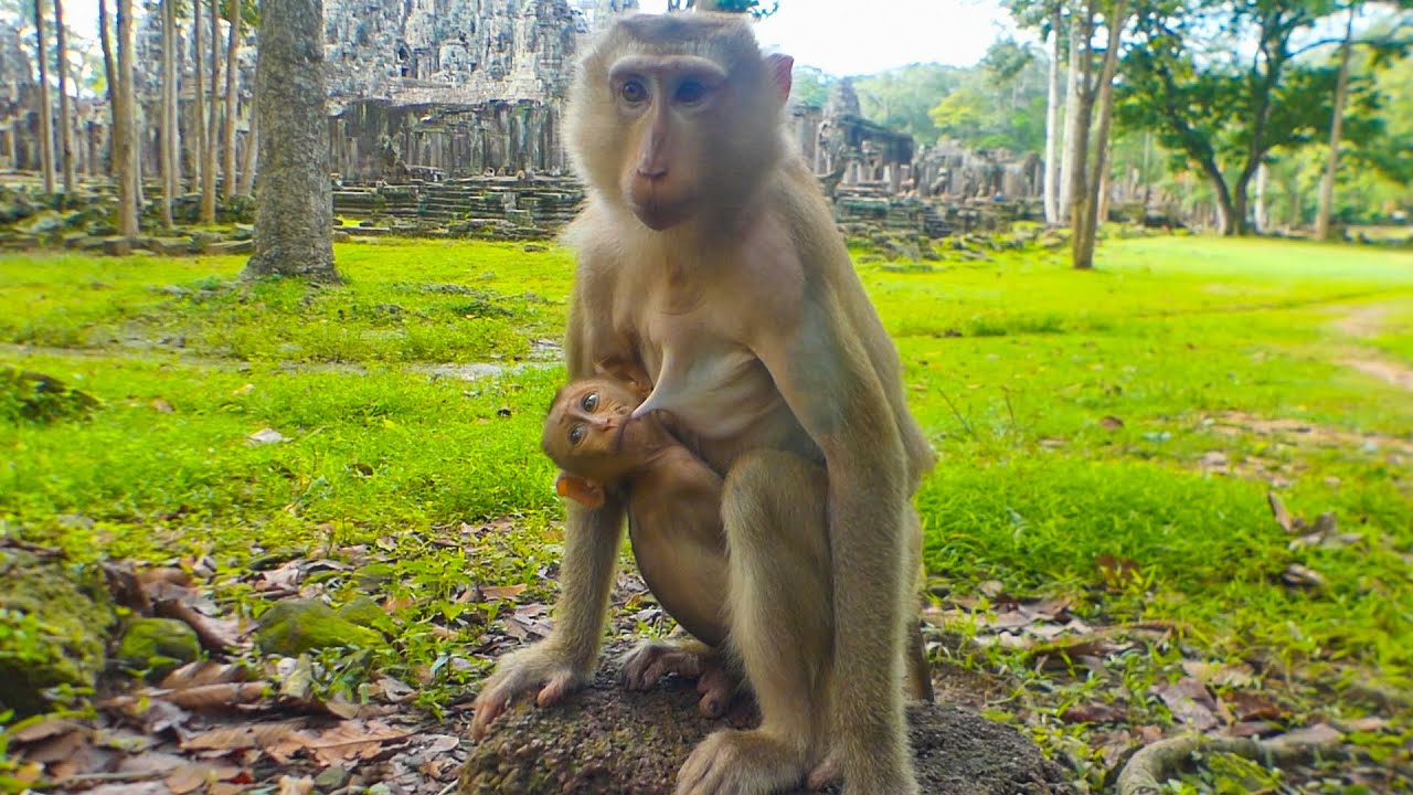 Kendra is smaller then any younger brothers & sisters monkey in Sovana team