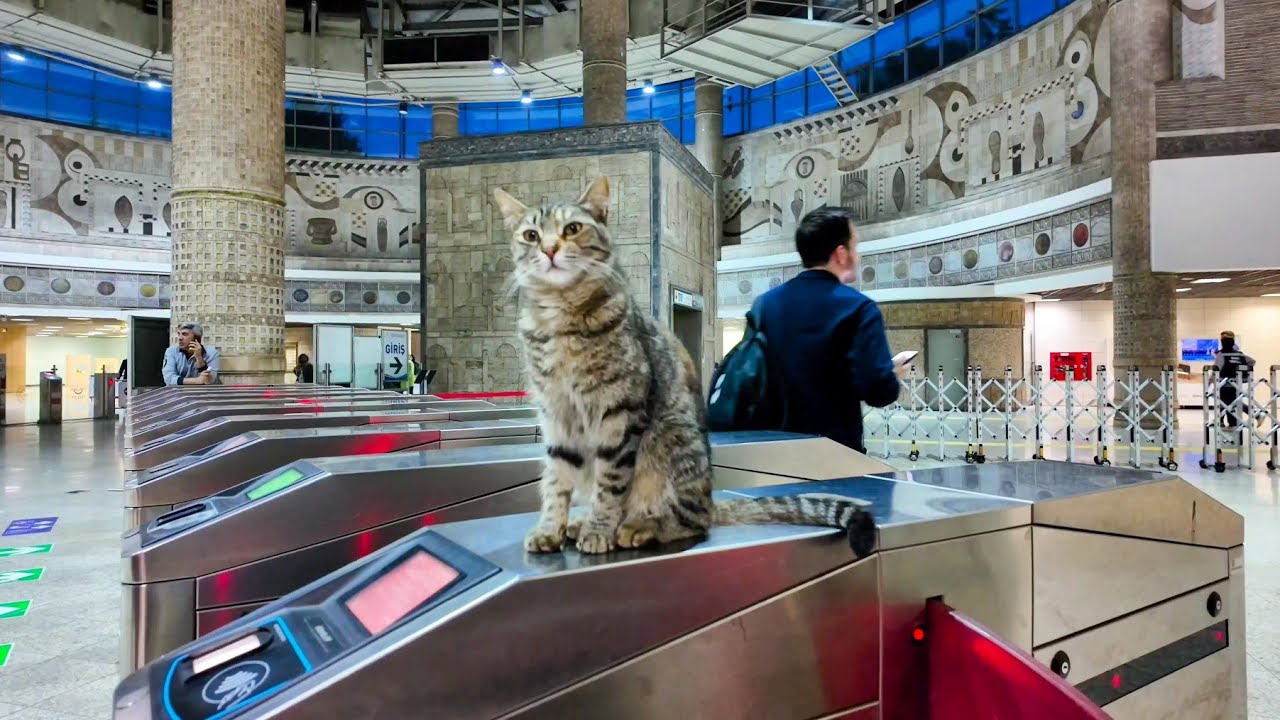 Кот у билетной кассы метро встревоженно подбегает к пассажиру, застрявшему в автоматических билетных