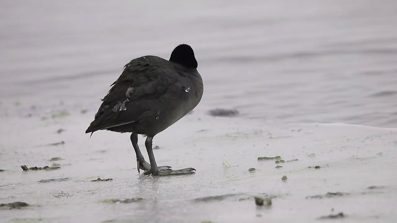 łyski fulica atra