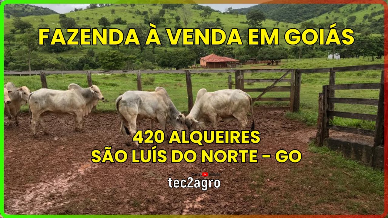 🌱 420 ALQUEIRES EM SÃO LUÍS DO NORTE - FAZENDA À VENDA EM GOIÁS [DUPLA APTIDÃO] #fazenda #tec2agro
