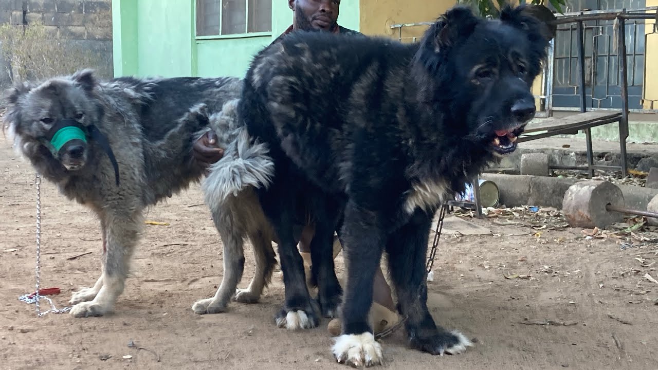 Successful Dog Mating but Failed Female Pregnancy Explained #dog #petsrule #pets #animal #animals