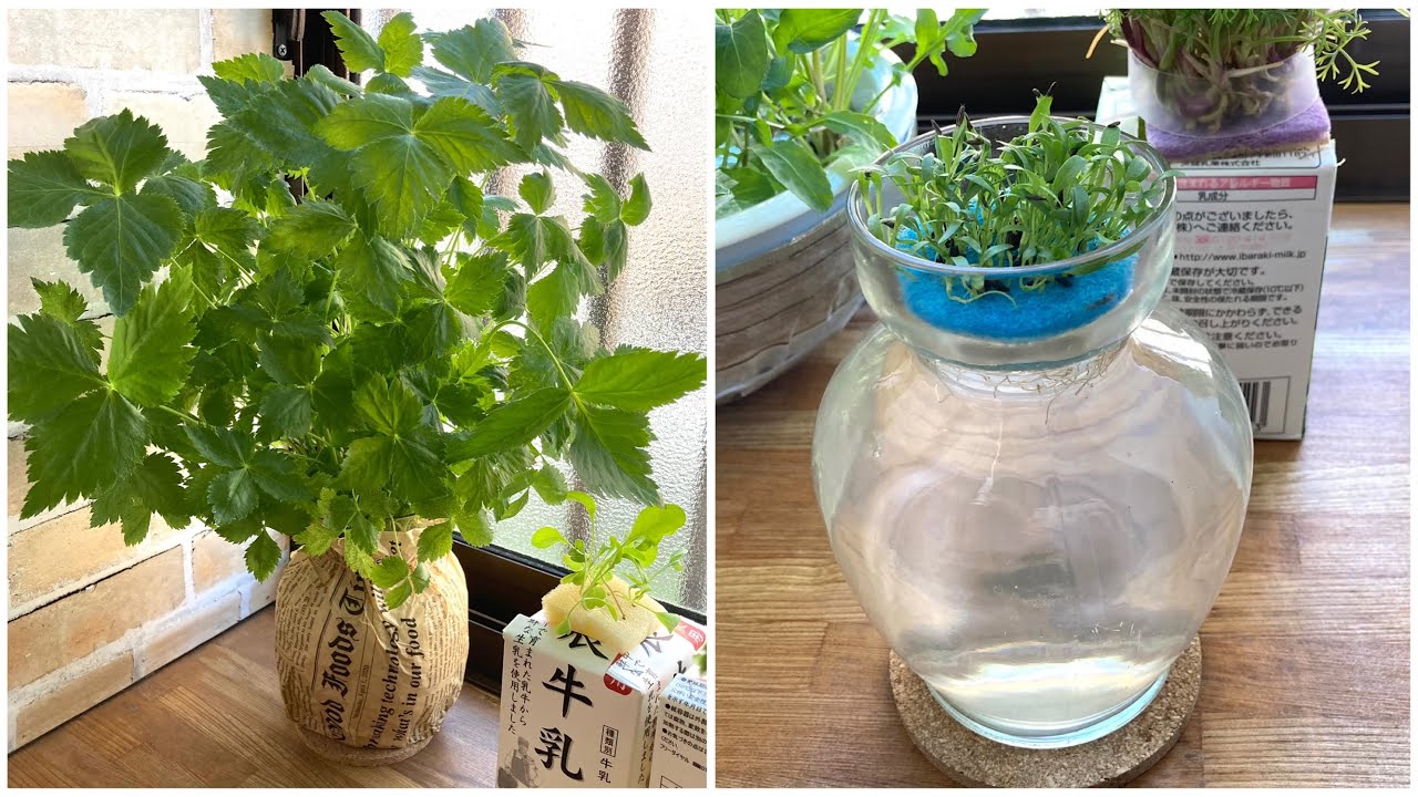 ［水耕栽培］球根ポットでみつばを育てる。育て方のポイントなど種まきから収穫まで